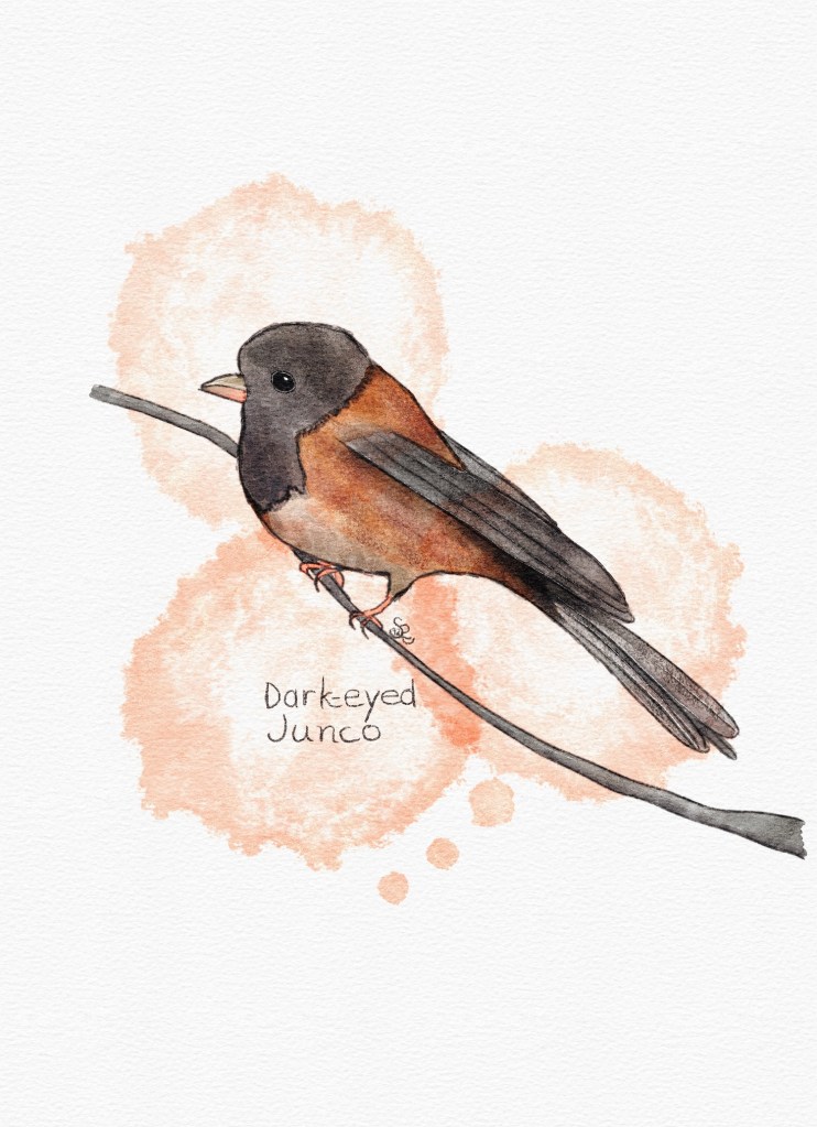 dark-eyed junco watercolor by Sheri42