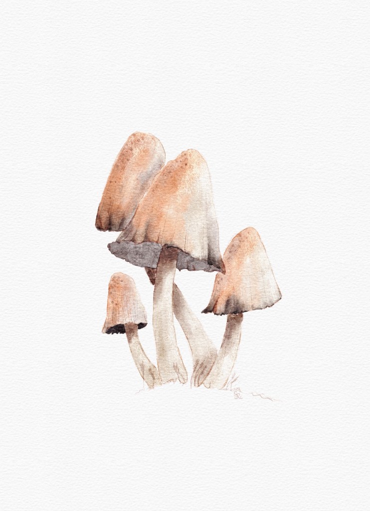 watercolor mushrooms by Sheri42