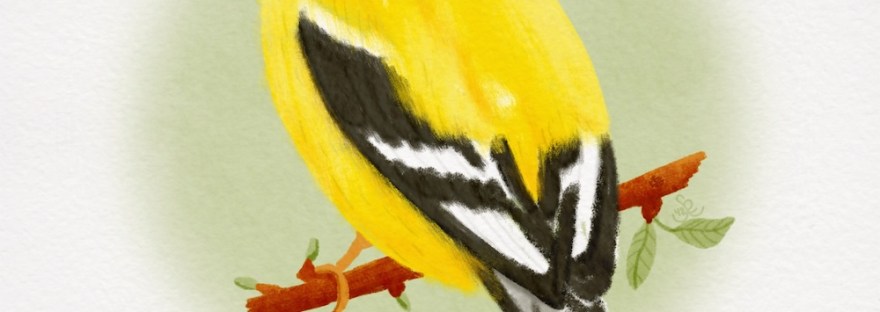 willow goldfinch; watercolor; Sheri42