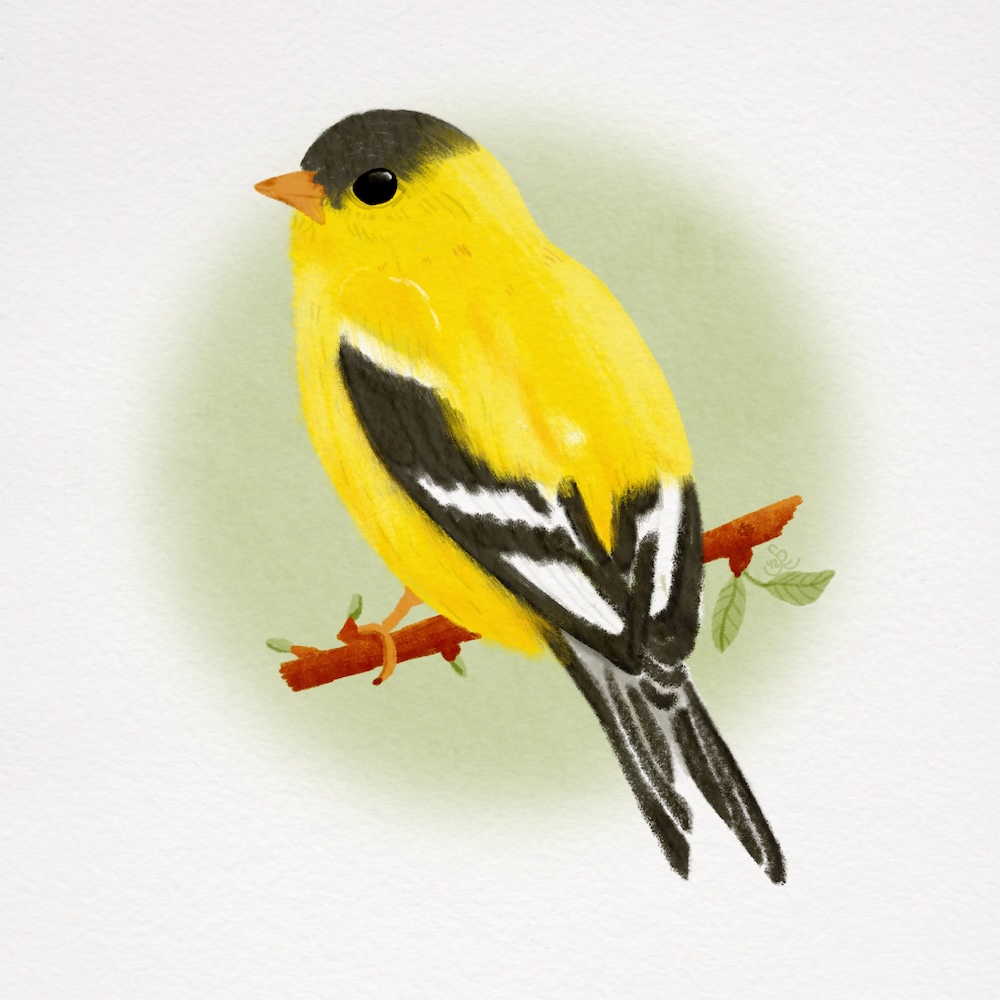 willow goldfinch; watercolor; Sheri42