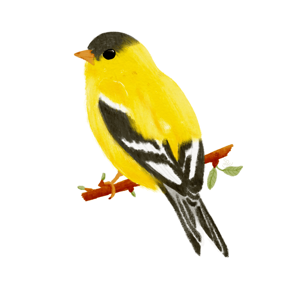 willow goldfinch sticker by Sheri42