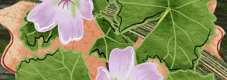 sheri42: dwarf mallow; digital hand painting; gouache