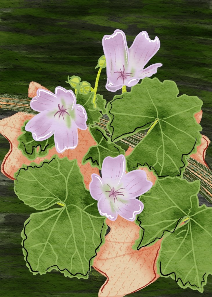 sheri42: dwarf mallow; digital hand painting; gouache