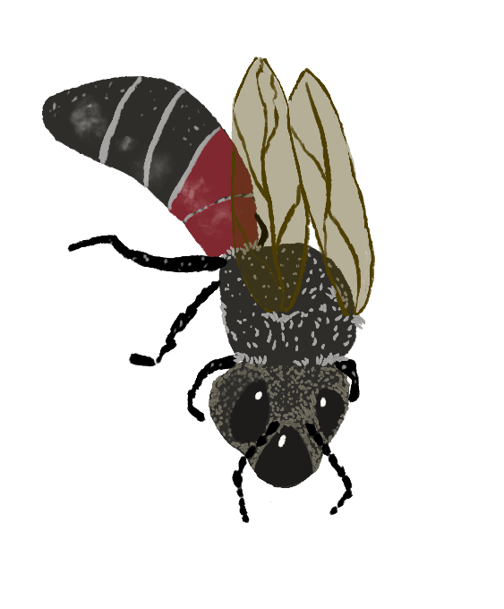 leafcutter bee by Sheri42