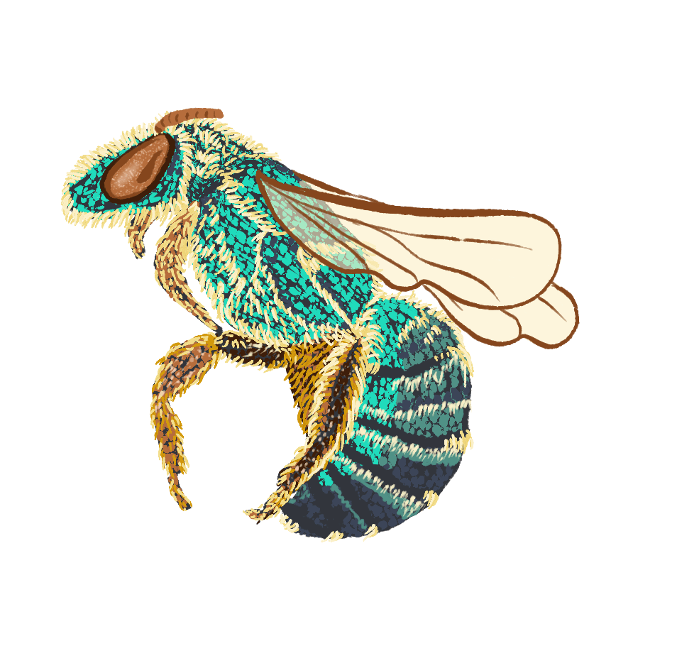 sweat bee by Sheri42