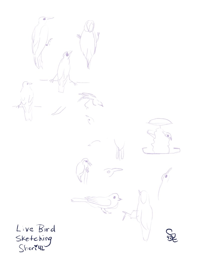 live draw while watching bird camera by Sheri42