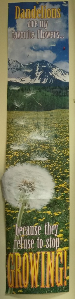 Dandelions are my favorite flower because they refuse to stop growing. Poster on my classroom wall when I taught many years ago...