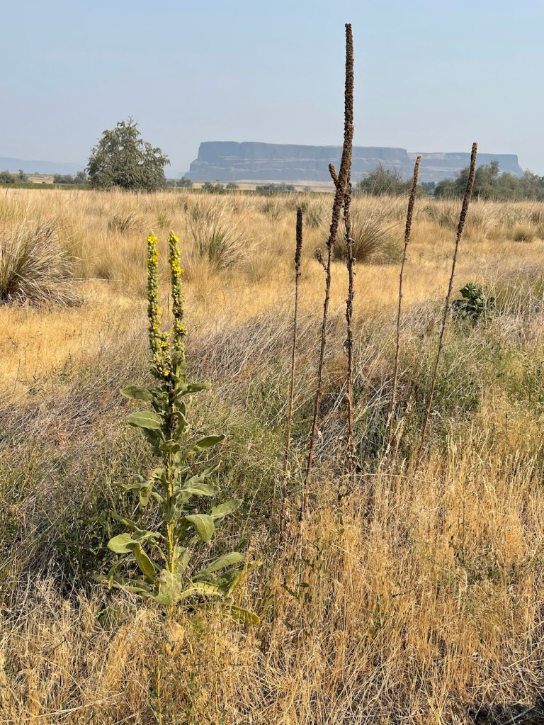 Great Mullein: tall plant on the shrub steppe; considered a weed. not native