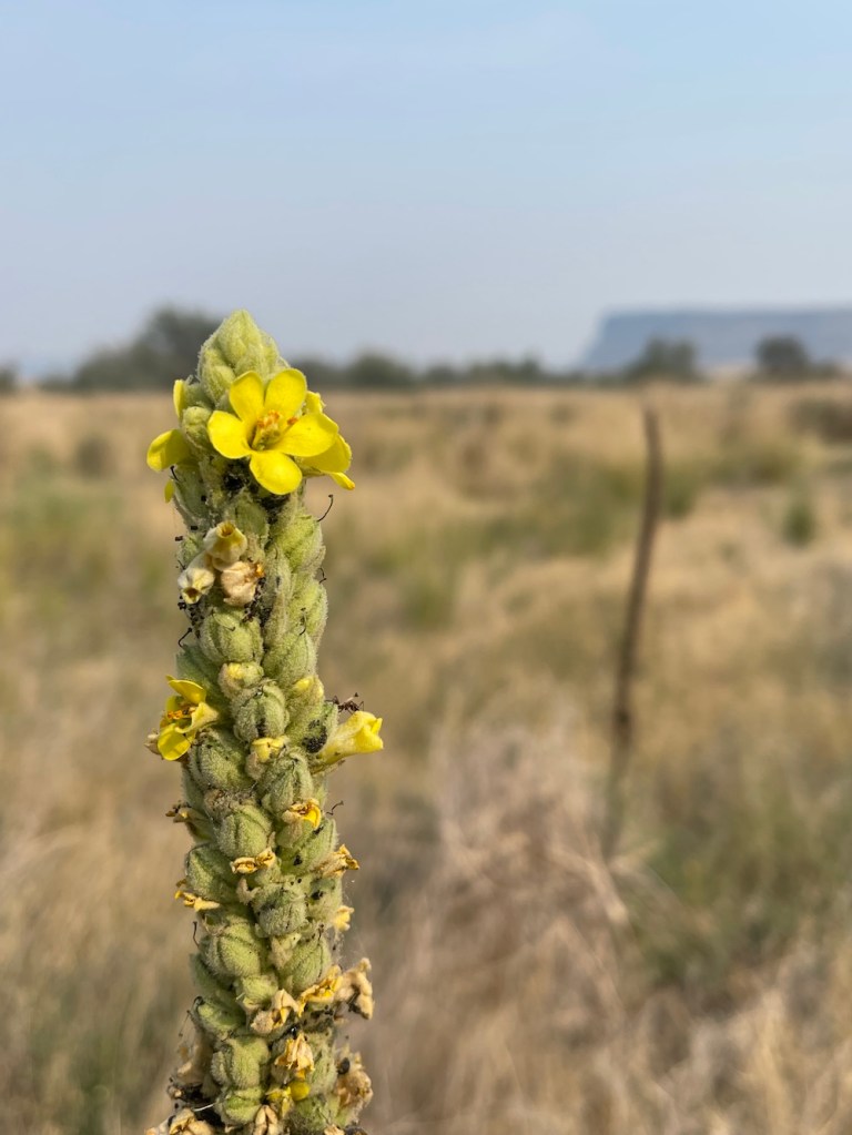 Great Mullein: tall plant on the shrub steppe; considered a weed. not native