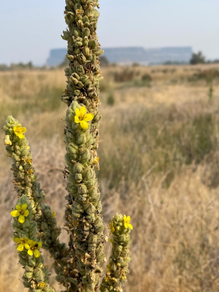 Great Mullein: tall plant on the shrub steppe; considered a weed. not native