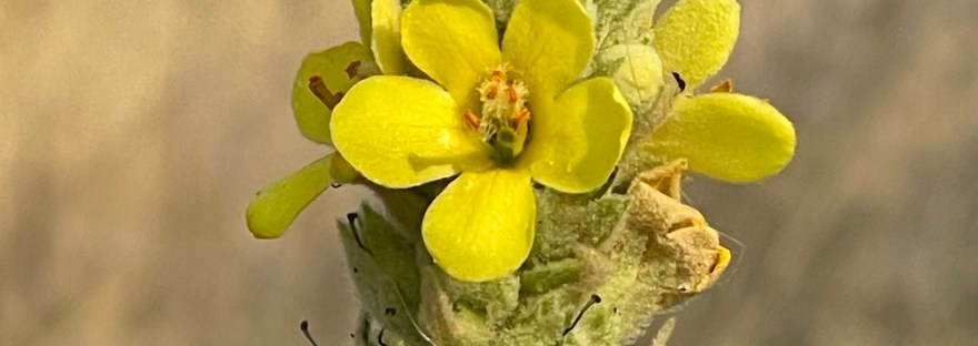 Great Mullein: tall plant on the shrub steppe; considered a weed. not native