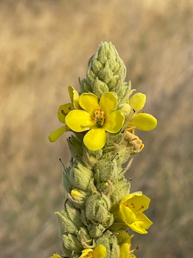 Great Mullein: tall plant on the shrub steppe; considered a weed. not native