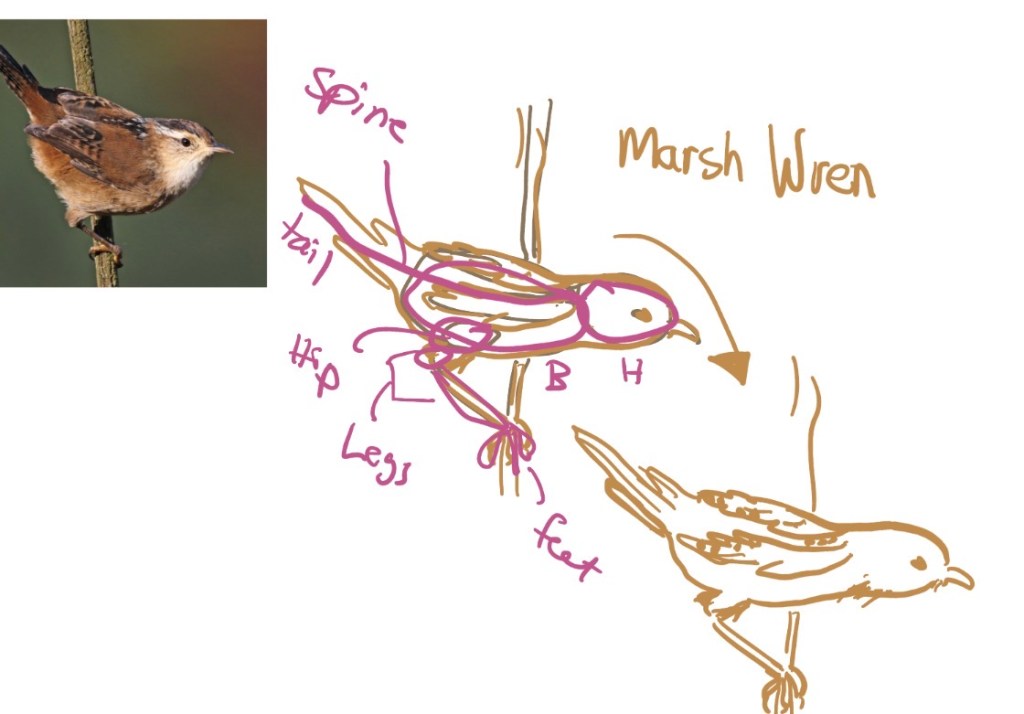 Marsh Wren Sketch using basic anatomy by Sheri42