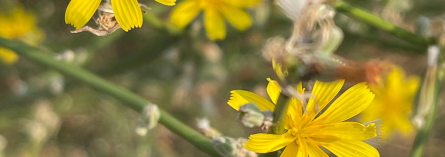 rush skeletonweed: Chondrilla juncea of the family Asteraceae; a noxious weed