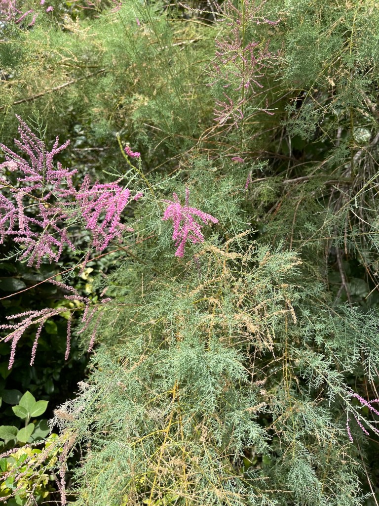 salt cedar or tamarisk with its feathery pink leaves