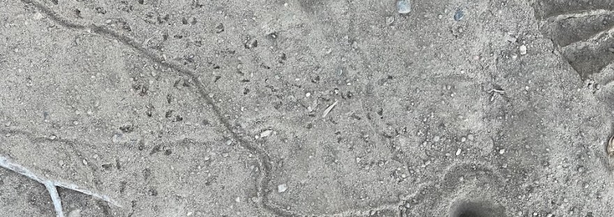 Photo taken August, 2025. winding track in the dust leading to a cone-shaped hole. We see these everywhere. It's the track of a doodlebug, otherwise known as an antlion.