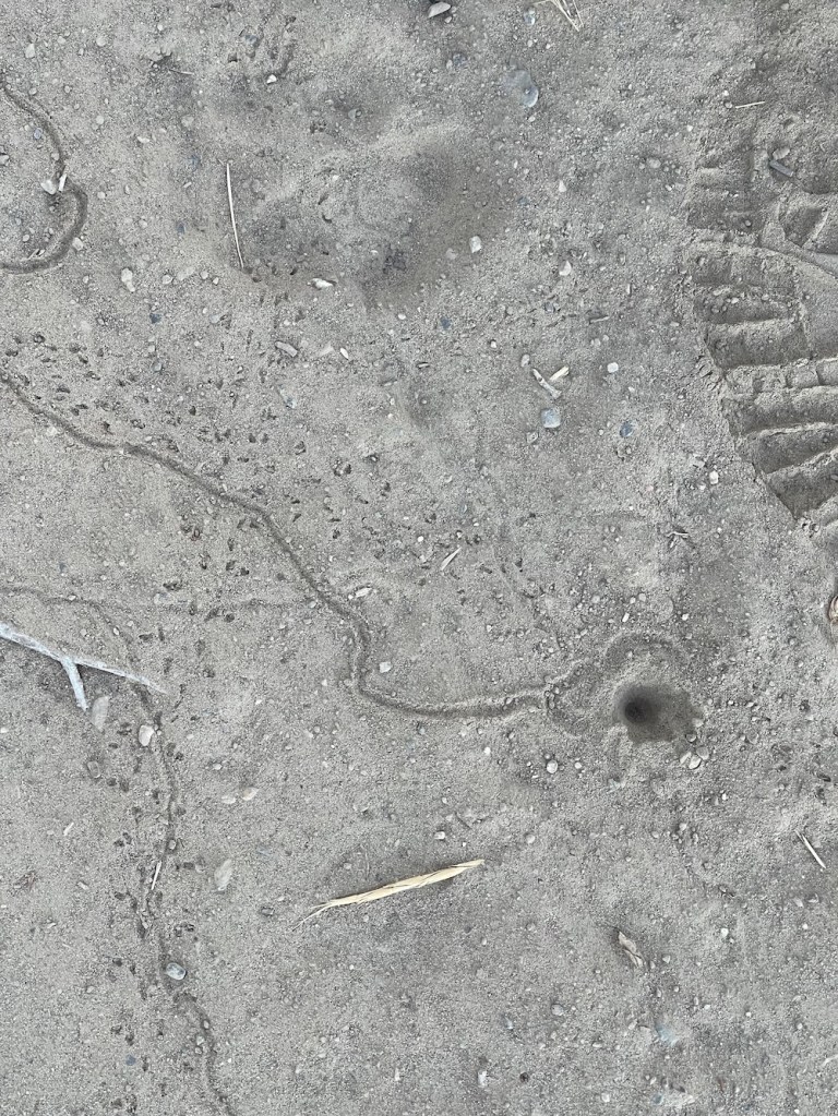 Photo taken August, 2025 by Sheri Edwards: winding track in the dust leading to a cone-shaped hole. We see these everywhere. It's the track of a doodlebug, otherwise known as an antlion.